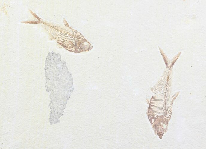 Double Diplomystus Fossil Fish Plate - Wyoming #84223